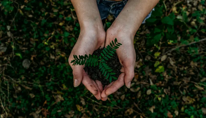 Person holding a plant with dirt in her hand